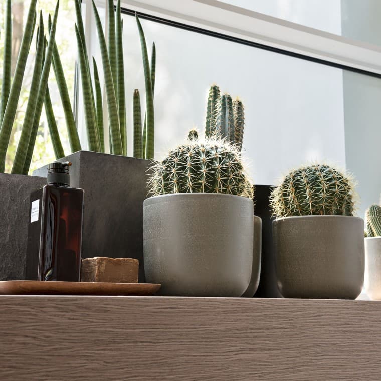 Various plants on a window sill Various plants on a window sill